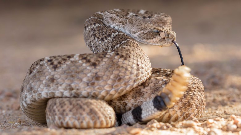 Rattlesnake