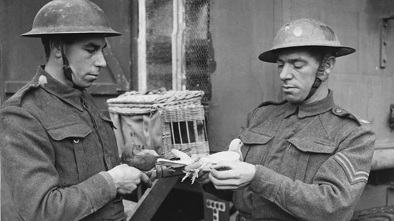 Soldiers handling carrier pigeons