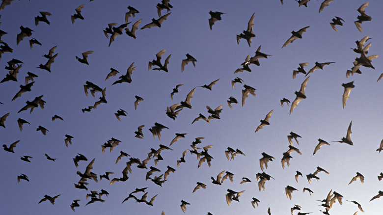 swarm of bats in daylight