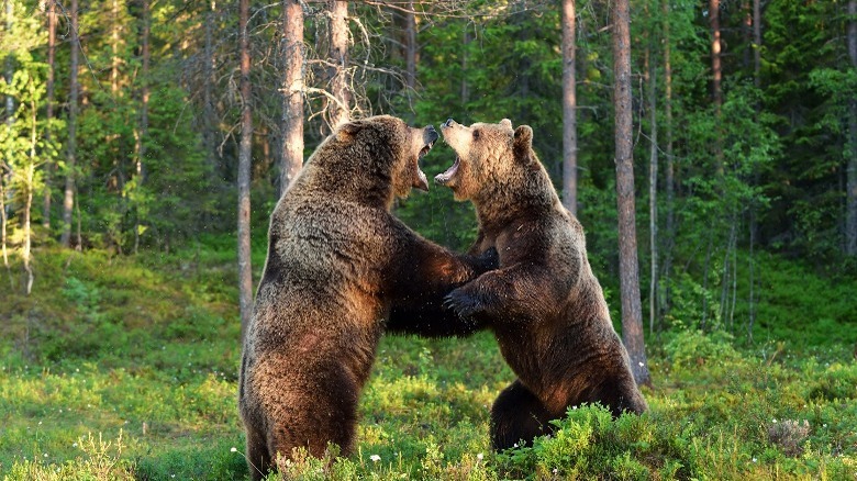 bears standing