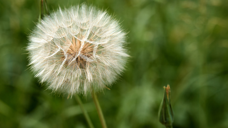 Close up image of dandelion