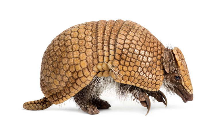 armadillo 