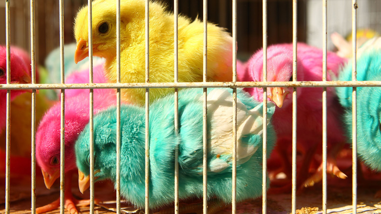 Dyed chicks