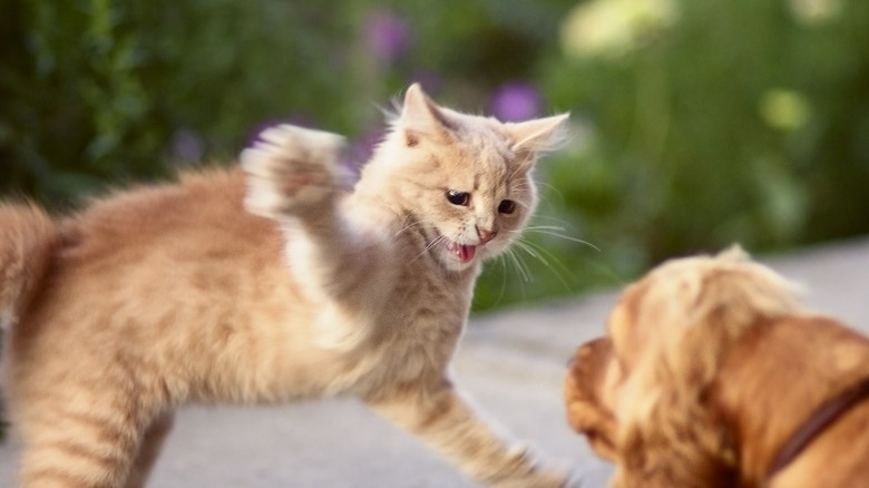 cat swatting at a dog