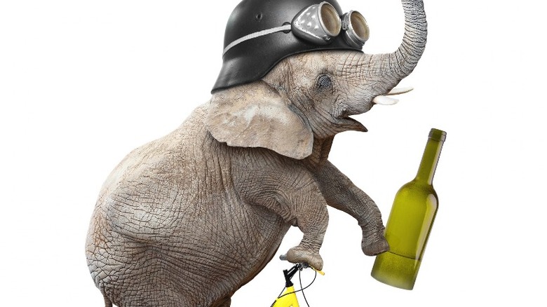 Drunk elephant with a helmet