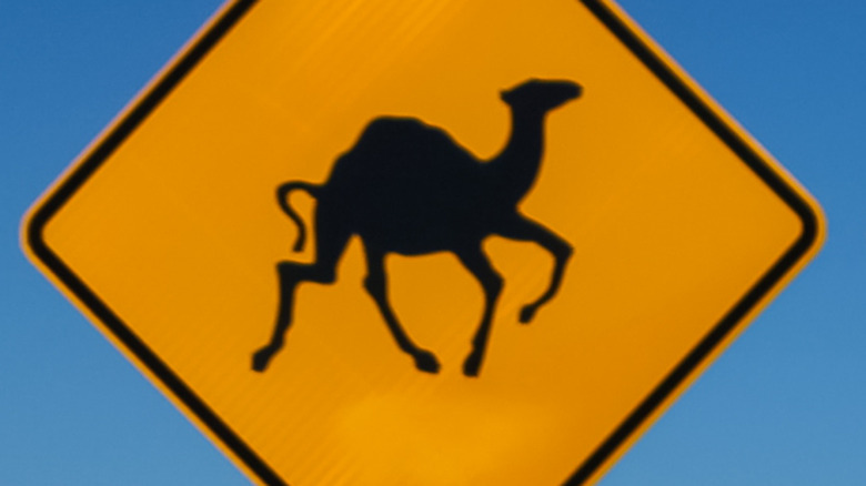 Caution: Camel crossing