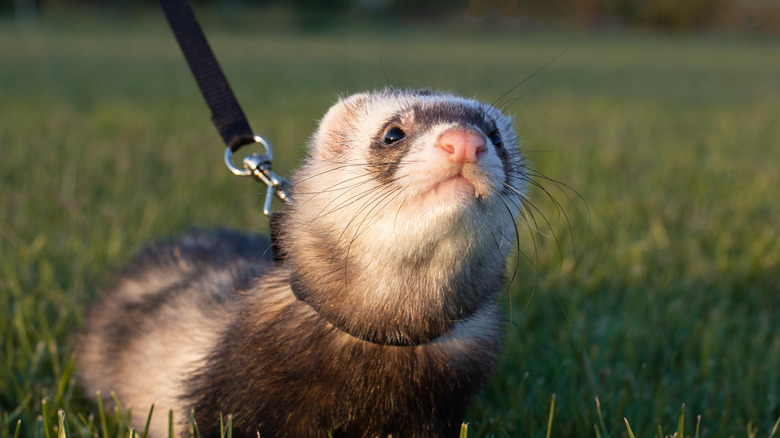 Ferret on a leash