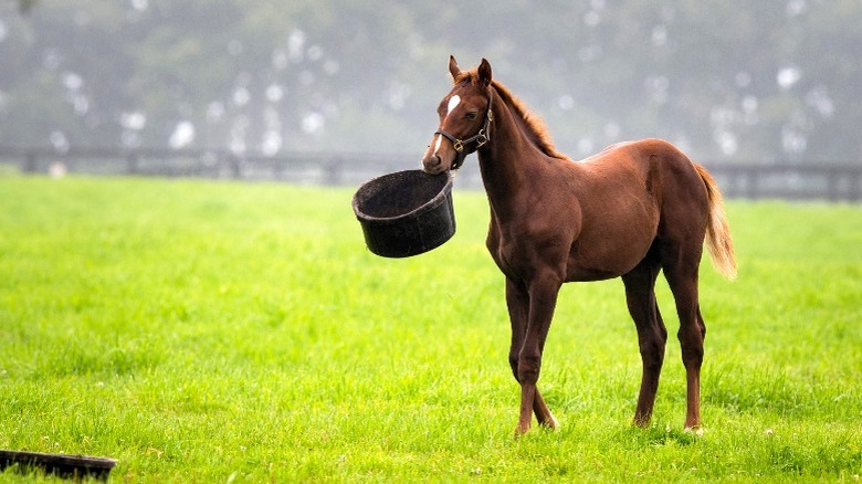 horse in a field