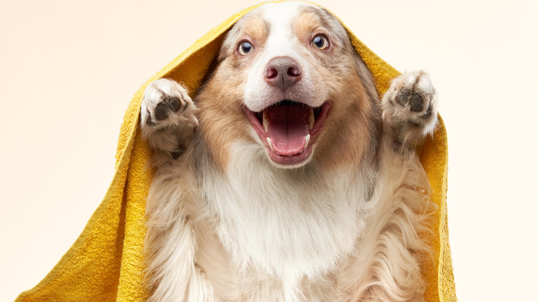 dog in yellow towel