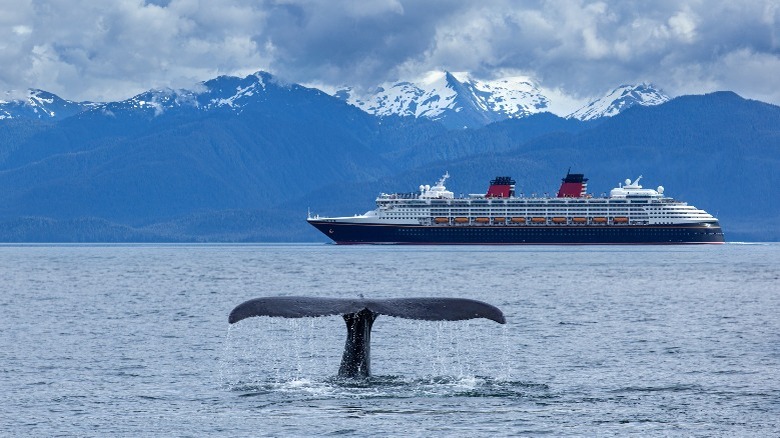 whale's tail in front of cruise ship