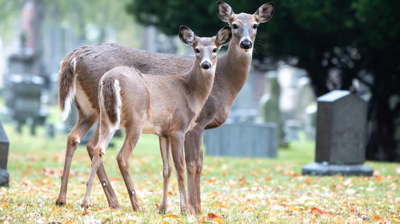 deer at a cemetery in New York 