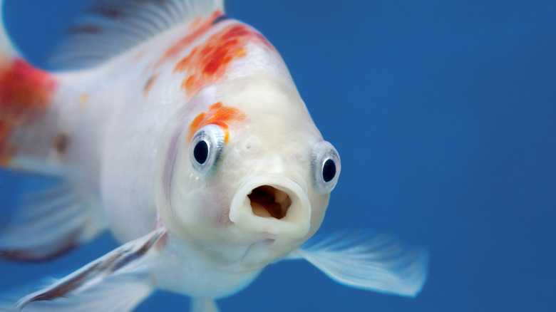 fish with mouth open