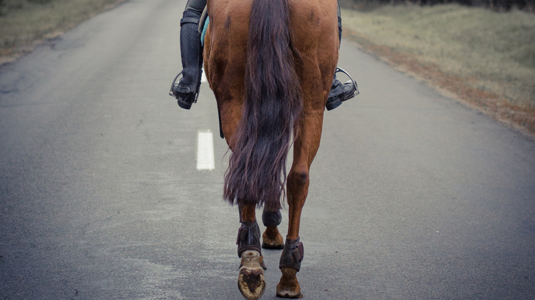 horse riding on highway