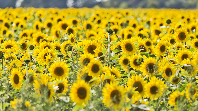 Field of sunflowers