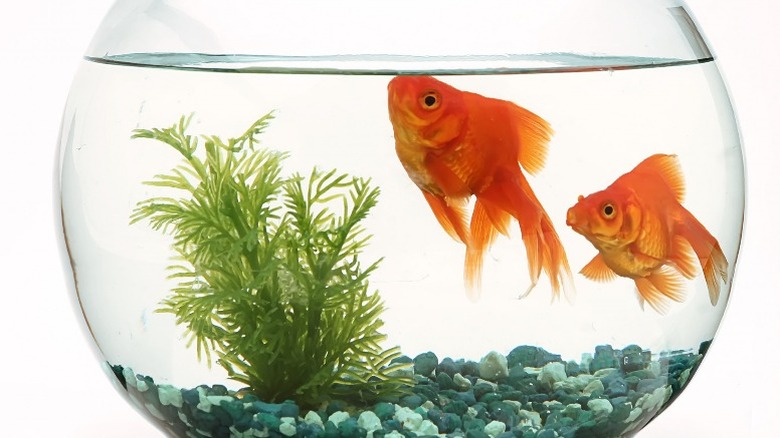 fishbowl with goldfish