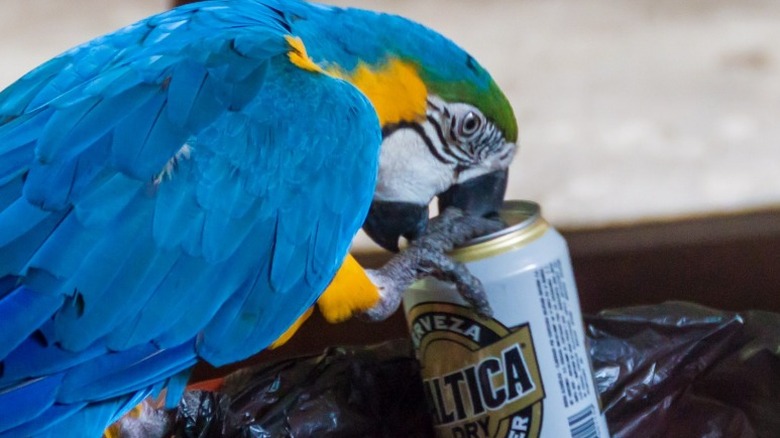 bird with a beer can