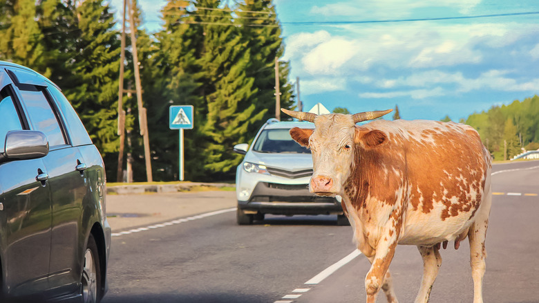 Cow crossing a road