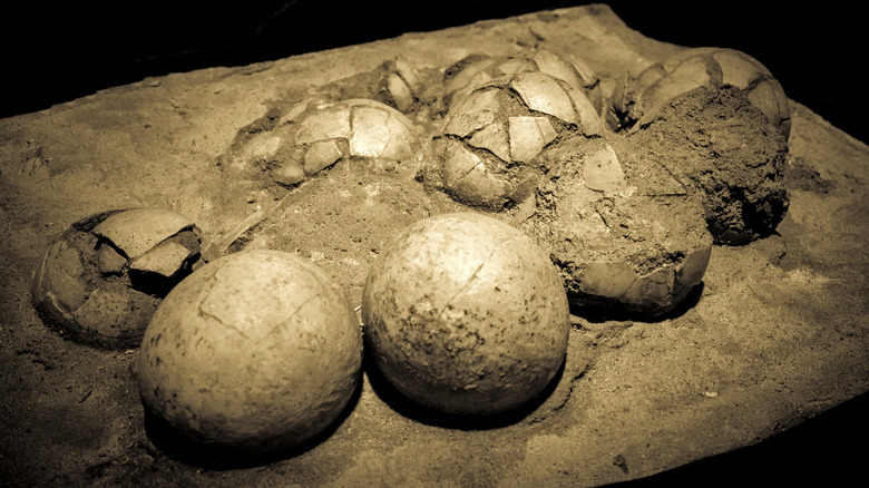 Dinosaur egg fossils in nest