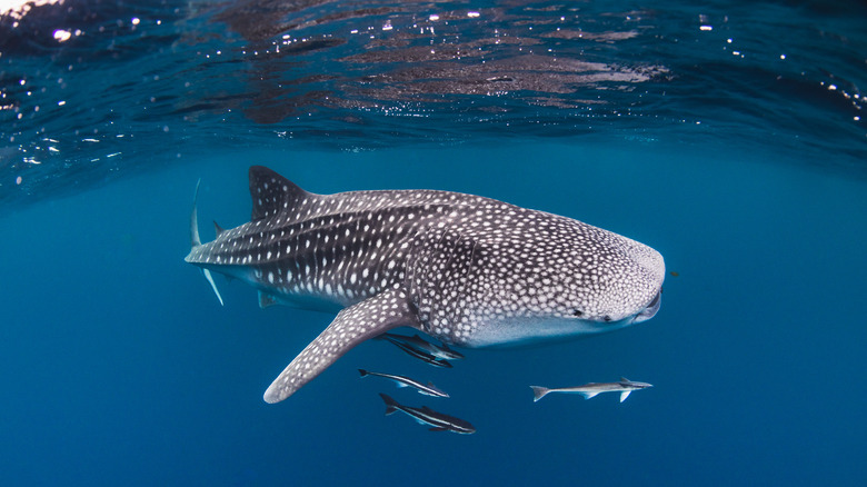 whale shark swimming