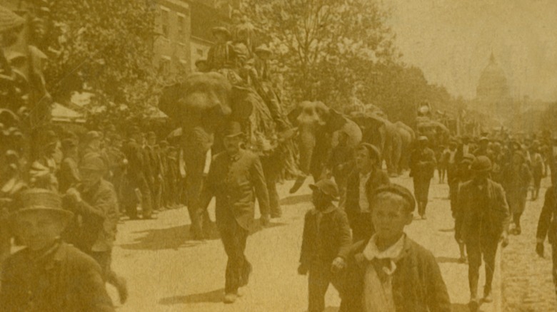 yellowed photo of barnum's elephants in DC 