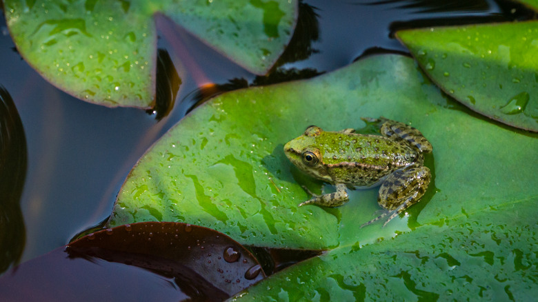 Small frog 