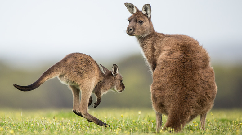 A baby kangaroo and mother