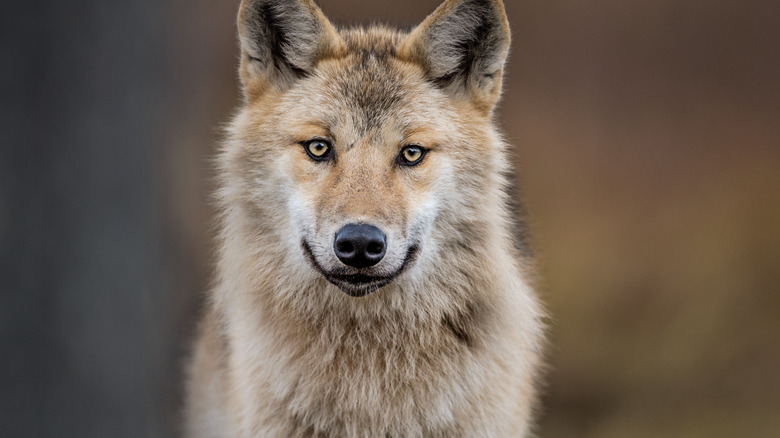 Eurasian wolf close-up photo