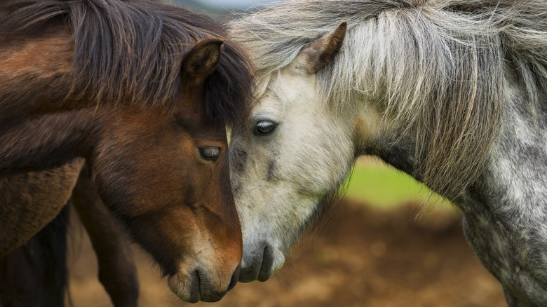 Icelandic horses nose-to-nose