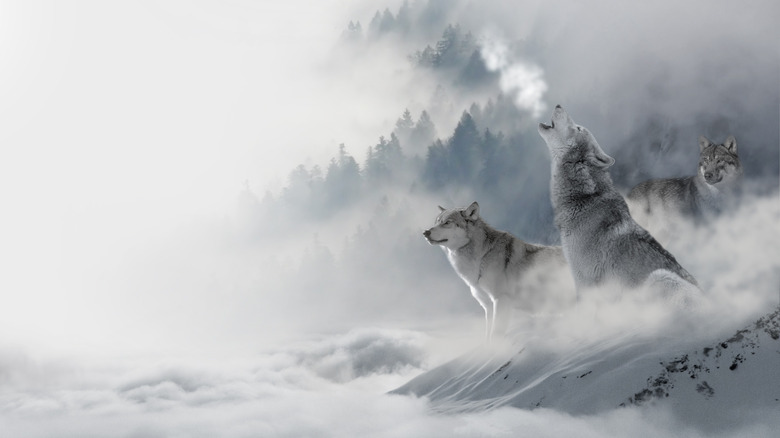 wolves howling in the snow