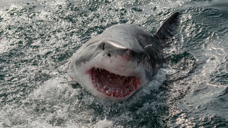 Great white shark, bite