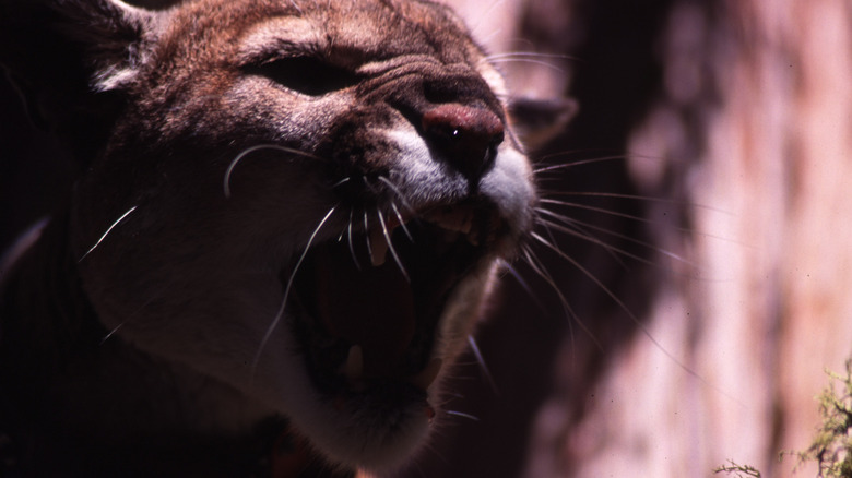 Puma snarls at something