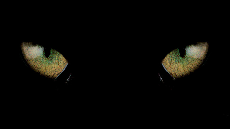 Black cat's eyes glare