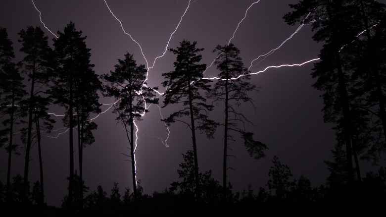 Lightning strikes a stand of trees