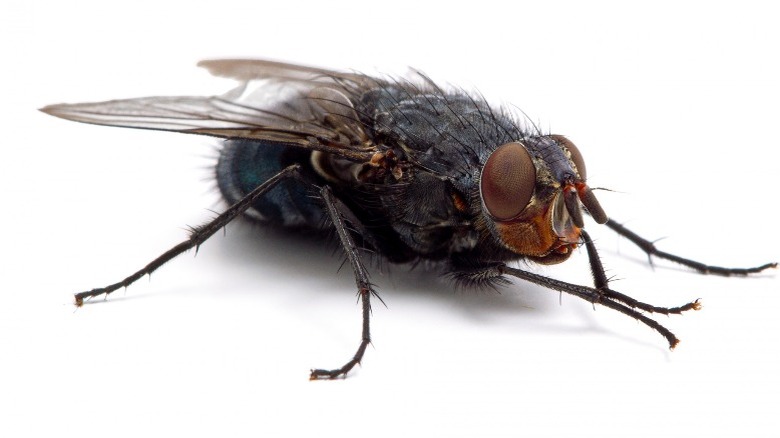 common blowfly