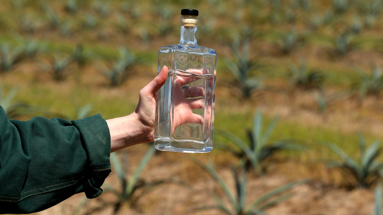 Tequila at a blue agave plantation