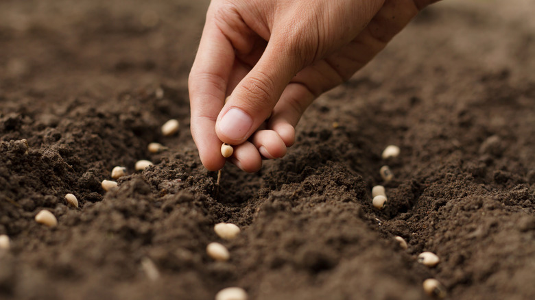 planting seeds in a garden