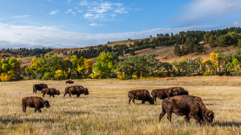 american buffalo herd grazing