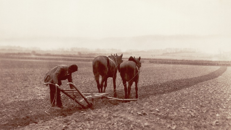 1880s photo horse and plow