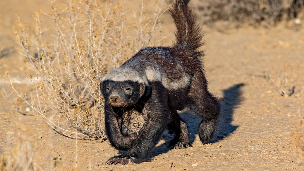 Honey badger