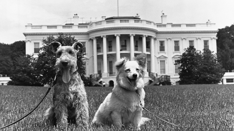 Kennedy dogs in front of White House