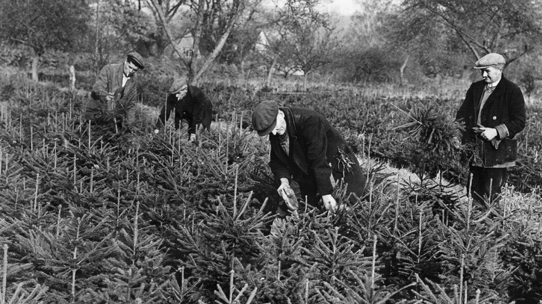 christmas trees being examined