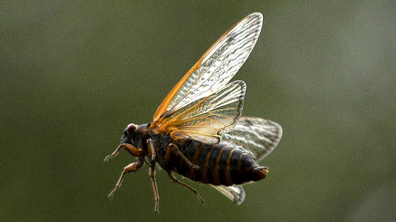 Cicada in flight