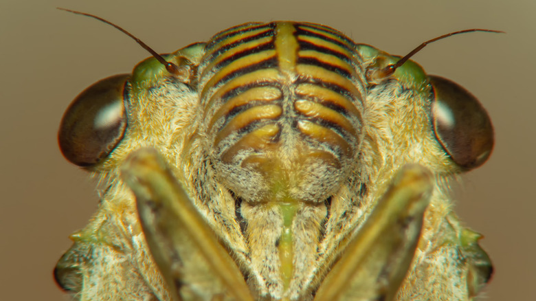 Close-up of cicada face