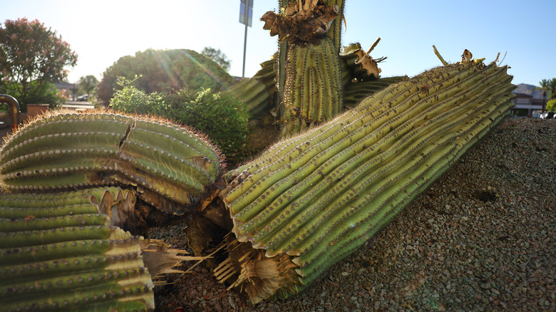 Dying saguaro cacti 