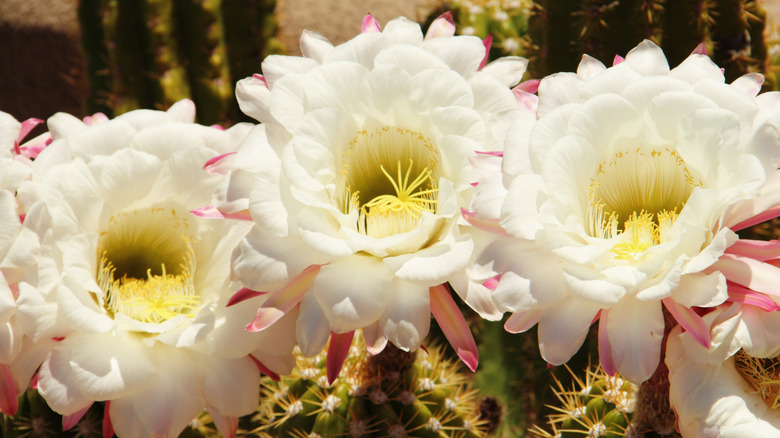 Saguaro cactus flowers 