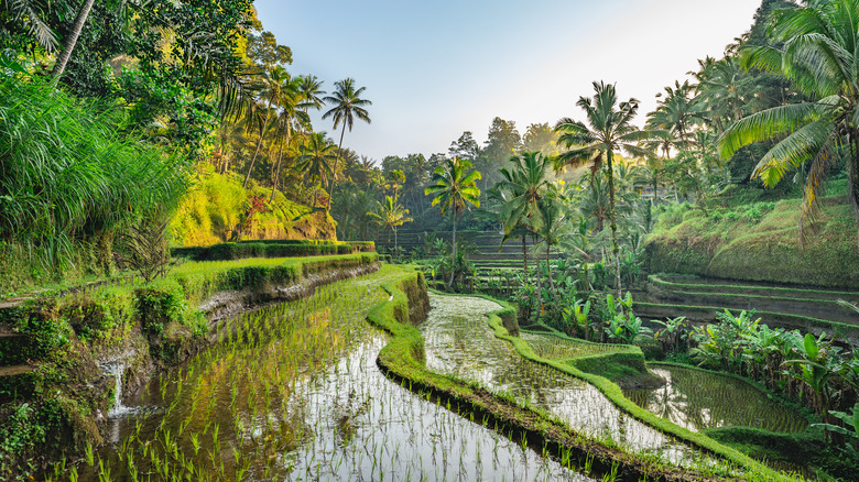 rice terrace in Indonesia