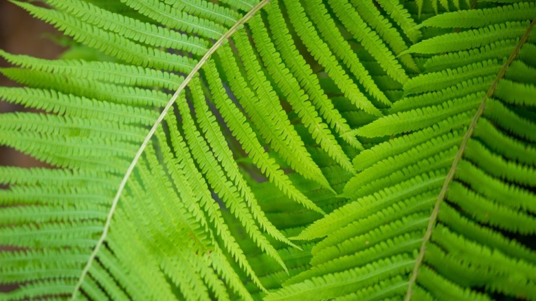 green fern leaves