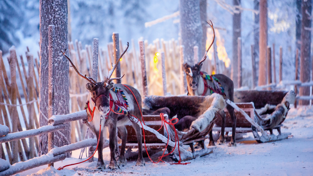 Reindeer pulling sleighs 
