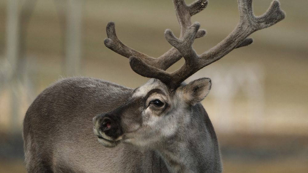 Reindeer