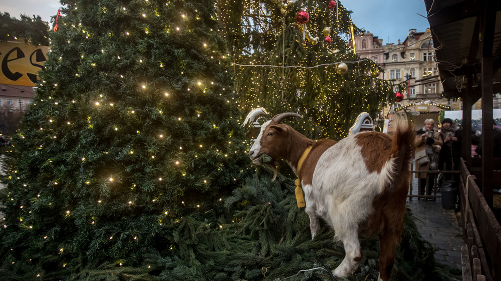 Goat eating Christmas tree